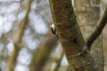 treecreeper perched on a tree