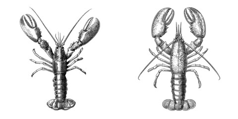 Black and white monochrome engraving style sketch of a lobster created with modern pencil ink drawing techniques