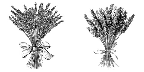 The image consists of a lavender bunch with monochrome outlines, set against a white background in a modern sketch illustration style