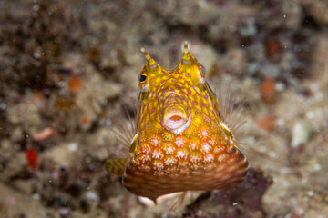 Mozambique, Inhambane, Tofo, Thornback Cowfish (Lactoria fornasini)