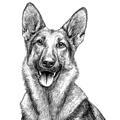A portrait of a German Shepherd in a black and white sketch style