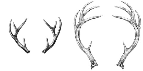 Deer antlers are depicted in a detailed pair, illustrated in a vintage style black and white outline line art drawing