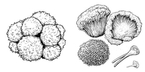 Modern illustration features a hand drawn vintage sketch of lion's mane mushrooms