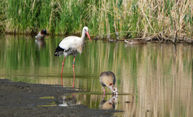 White Stork (Ciconia ciconia) and Egyptian Goose near calm water