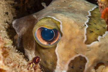 Mozambique, Inhambane, Tofo, Black-blotched Porcupinefish (Diodon liturosus)