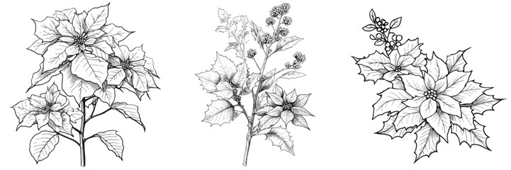 The Christmas plants European holly and poinsettia are often used in decorations and on cards, and this modern illustration is available as a black and white outline ready to print, also serving as a