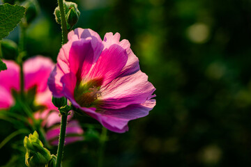 Fototapeta premium Colorful and beautiful hibiscus flowers bloom in summer