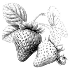 A hand drawn fruit illustration with a transparent background is being sketched by Alexandria Strawberry