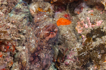 Mozambique, Inhambane, Tofo, Common Octopus (Octopus vulgaris)