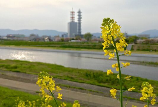 spring in the City River