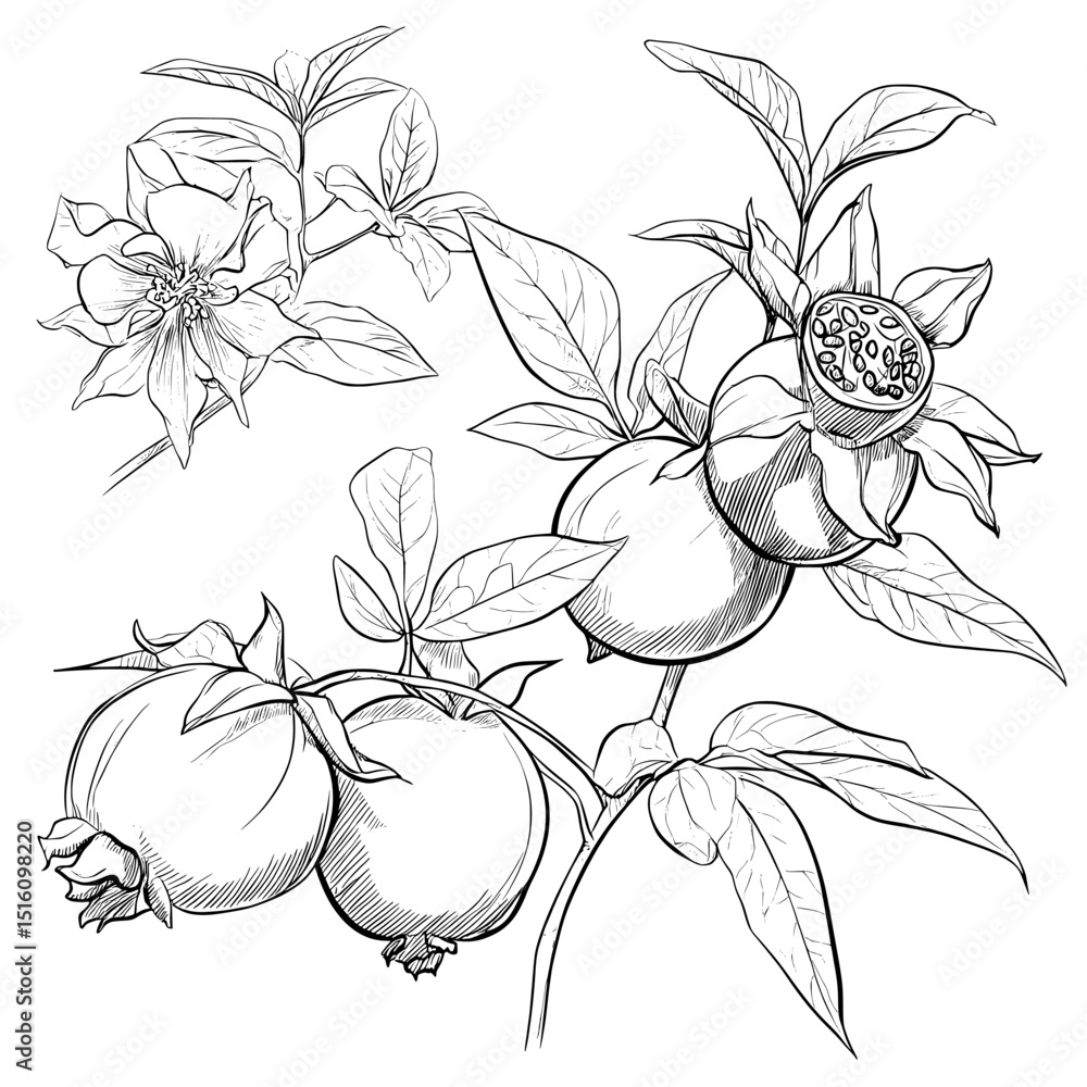 Poster multiple sketches of passion fruits, each showing a different angle, help to emphasize their unique 