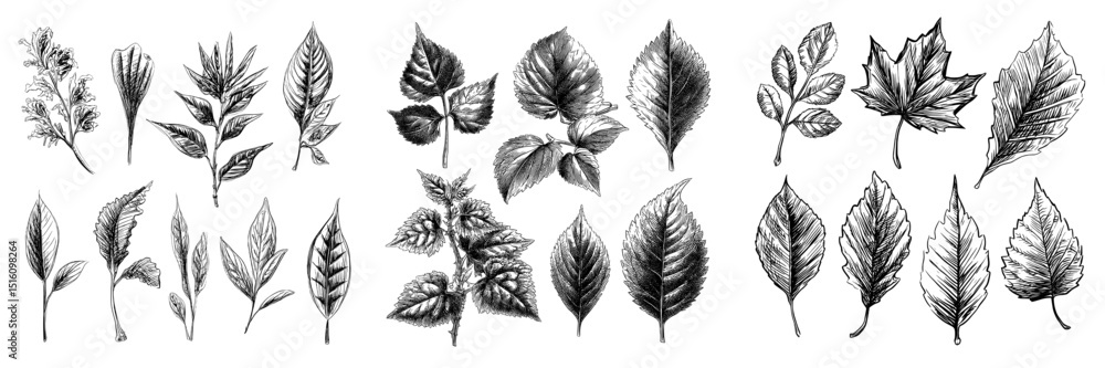Poster depiction of diverse leaf varieties highlighting intricate vein structures and forms in a simple, or
