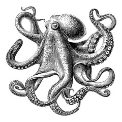 Plakat In a vintage line art style, an octopus is illustrated in black and white outline as an engraving, complete with a scratch board imitation, on a white background