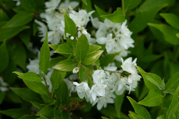 blume weiß natur flora