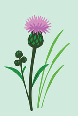 
A simple illustration of a thistle with a purple flower, green spiky bud, leaves, and surrounding grass on a light mint background.
