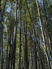 bamboo forest in the morning