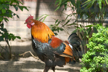 A colorful rooster with bright orange neck plumage and black body . wildlife