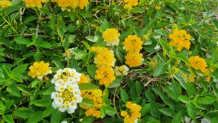 Lantana camara flower blooming in garden on blurred of nature background. Lantana Camara or chicken droppings or saliara or tembelekan is a flowering plant from the Verbenaceae family.