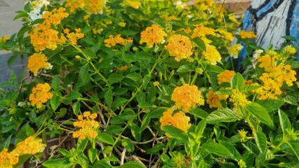 Lantana camara flower blooming in garden on blurred of nature background. Lantana Camara or chicken droppings or saliara or tembelekan is a flowering plant from the Verbenaceae family.