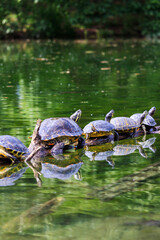 turtles on a branch in the pond sunbathing
