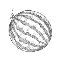 Hand drawn sketch style watermelons and watermelon slices.
