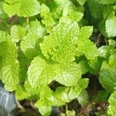 fresh mint leaves © Sofyan