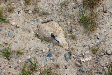 blue dragonfly on stone and gravel background