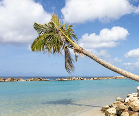 Palm tree hanging over the sea at Mambo Beach, Curaçao.