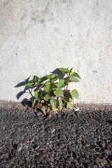 Stinging nettle growing by the building wall, Urtica dioica