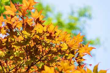 青空を背に輝くオレンジ色のモミジ新緑
