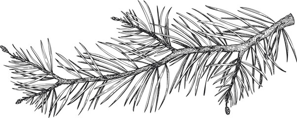 Christmas Decor Hand Drawn Illustration