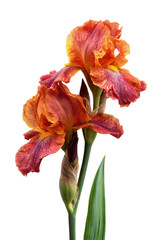 Vibrant Orange and Red Iris Flowers A Close-Up Studio Shot