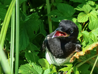 A grown-up magpie chick among green branches on a sunny spring day.