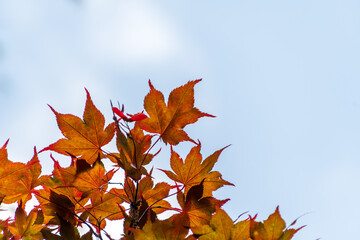 青空をバックに輝くモミジの新緑