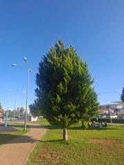 trees in the park