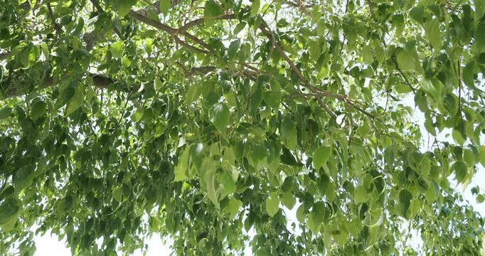 (Celtis australis) Mediterranean hackberry tree with flexible and arched branches bearing abundant green leaves resembling nettles and offering shade under the Provence sun
