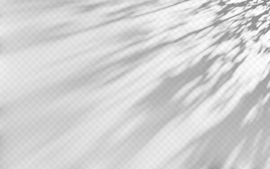 Abstract shadow overlay from tree on a transparent background.