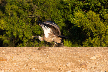 A white backed vulture taking to the skies