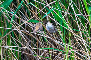 Revierkampf bei den Schilfrohrsänger ( Acrocephalus schoenobaenus ) während der Balz an der Ostsee	

