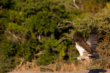 A white backed vulture taking to the skies
