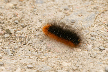 Raupe vom Braunen Bär (Arctia caja)