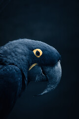 Portrait of a hyacinth macaw against a dark background. Blue parrot