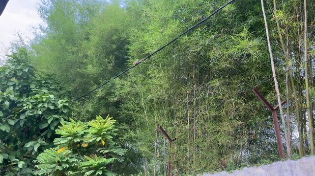 Close-up video of a lying squirrel eating a stolen mango while perched on an outdoor power line.
