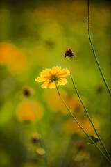 Summer blooming heavenly chrysanthemum, close-up of nature, plants, and flowers
