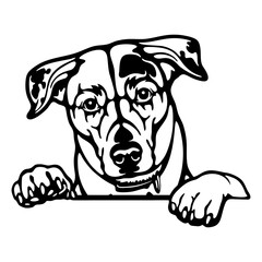 Jack Russell Terrier - Peeking Dogs - breed face head isolated on white