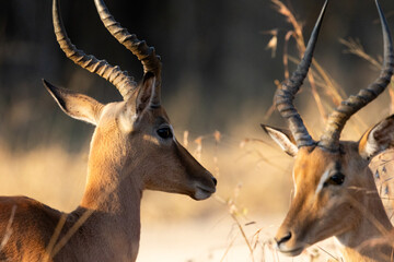Two impala rams close up