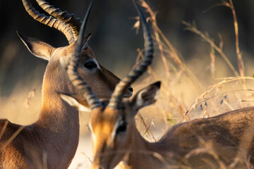 Two impala rams close up