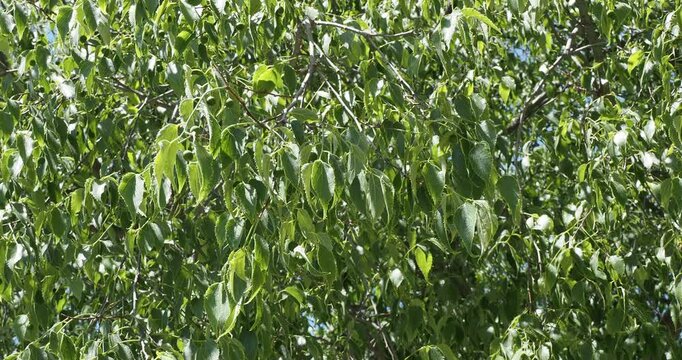 (Celtis australis) Flexible, pendulous branches of the Hackberry tree of Provence with dense, gray-green, pointed and serrated foliage with small, round, immature greenish fruits
