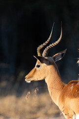 Fototapeta premium A portrait of an impala ram