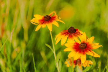 Summer blooming heavenly chrysanthemum, close-up of nature, plants, and flowers